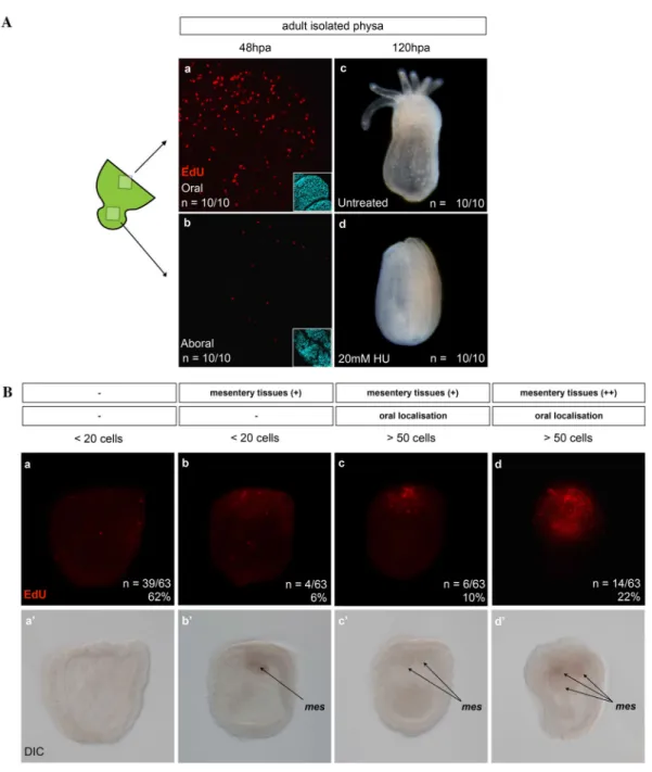 Figure 3.  Cell proliferation in adult (A) and juvenile (B) [physa]. A. In adults, cell proliferation is present 