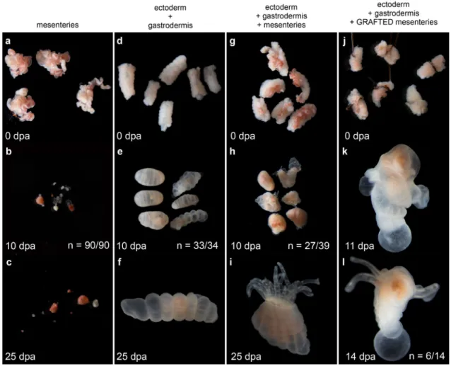 Figure 5. Mesenteries are required for regeneration. Regenerative success was assayed after tissue isolation 