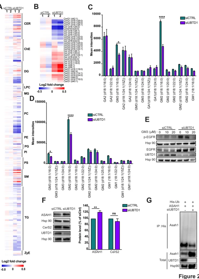 Figure 2A-0.8CERChEDGLPCMGPCPEPIPSTGZyESMPG