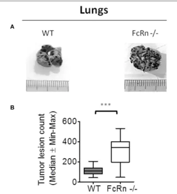 FIGURE 1 | Role of neonatal Fc receptor (FcRn) in experimental lung metastasis development