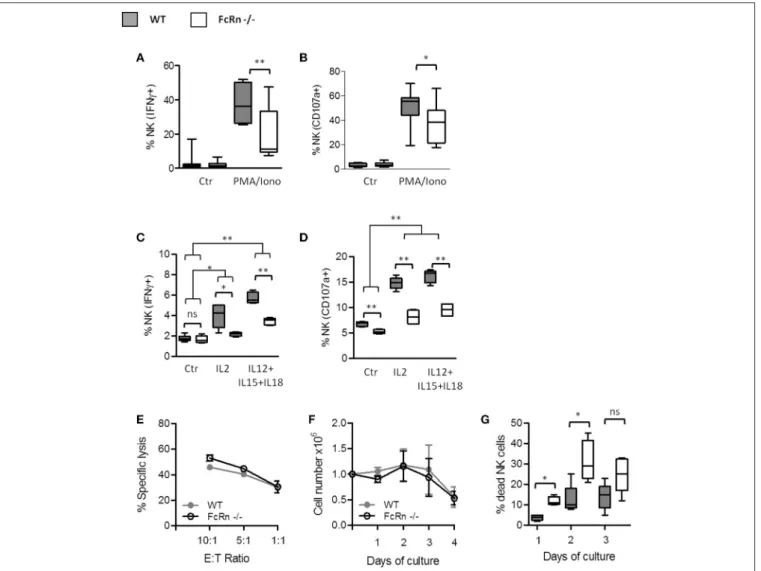 FIGURE 7 | Influence of FcRn on NK cell functions and in vitro expansion. Purified splenic NK cells were analyzed by flow cytometry for (A) the intracellular measurement of IFN-γ and (B) the surface expression of the late endosomal marker CD107a, after 4-h