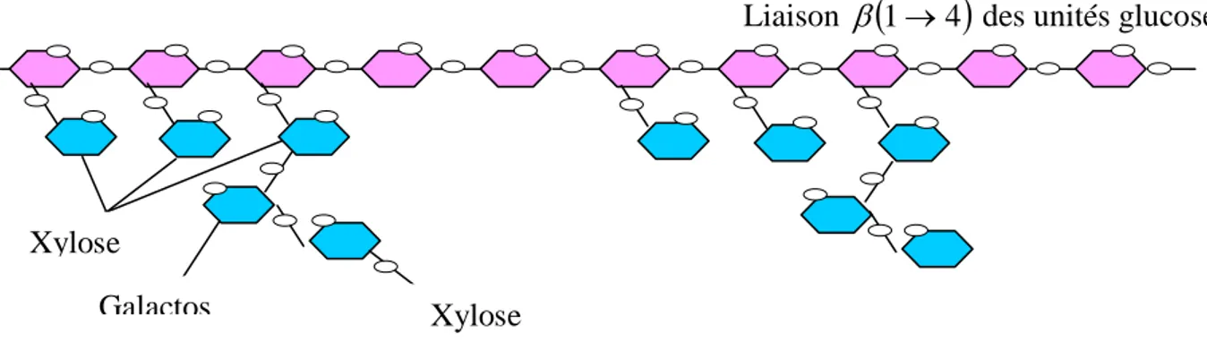 Figure 6. Structure d’une molécule de lignine avec les liaisons covalentes formées entre  différents groups phénoliques (39)