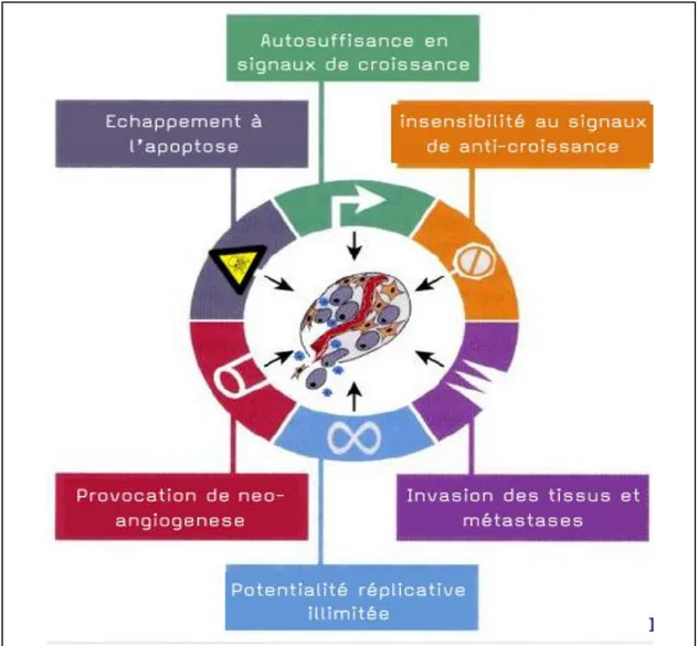 Figure 1: Propriétés des cellules cancéreuses  (Hanahan et Weinberg 2000). 