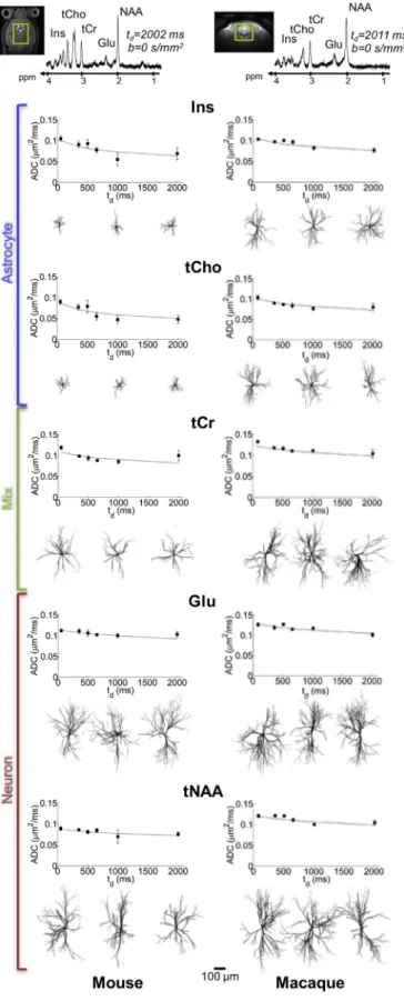 Fig. 8. DW-MRS results and modeling in the mouse and macaque brain. The investigated volume of interest within the brain (green box) and a typical DW-MRS spectrum at t d ¼ 2 s (and b ¼ 0 s/mm 2 ), as used to measure (using diffusion sensitizing gradients  