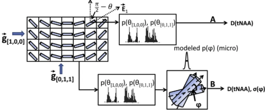 Fig. 11. Schematic diagram of two possible modeled analyses of tNAA DWS data that use DTI information within the spectroscopic volume