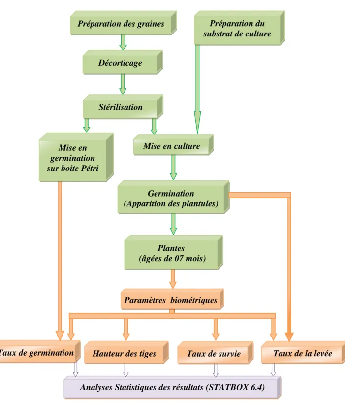 Figure 10. Organigramme montrant le protocole  expérimental adopté de la culture d'Atriplex  halimus