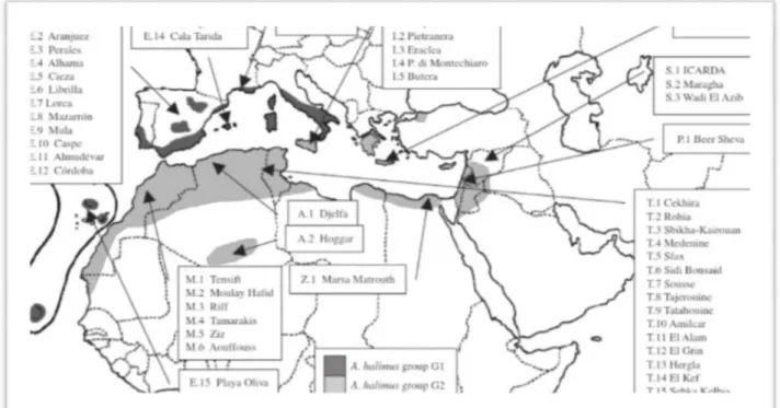 Figure 2  Carte montrant la répartition des atriplex halimus L  dans le bassin méditerranéen   (Ortiz- dorda et al