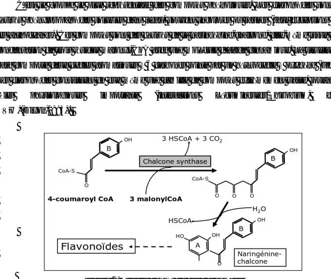 Figure 2: Structure générale des flavonoïdes 