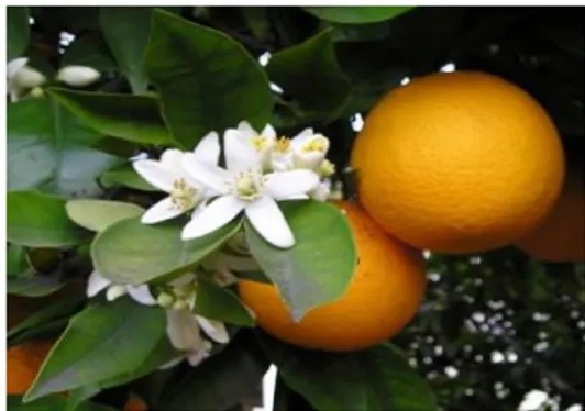 Figure 2 : Feuilles, fleurs et fruits d’oranger 