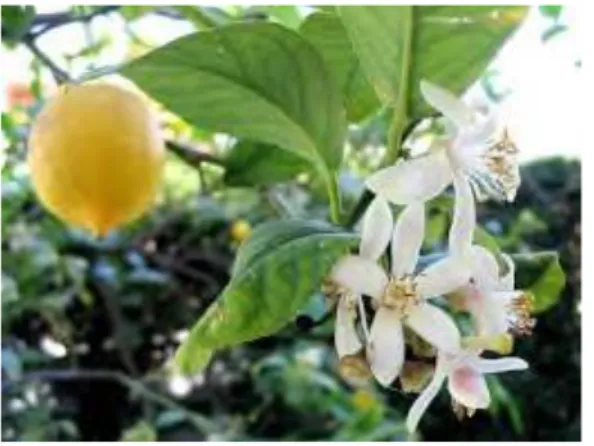 Figure 3 : Feuilles, fleurs et fruits de citron 