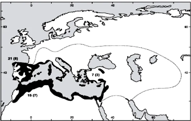 Figure 1 : Répartition géographique des  Thymelaea.  La ligne pointillée indique la limite  approximative de l'espèce annuelle T