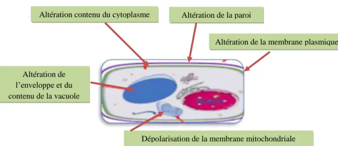 Figure 09: Mode d’action antifongique des huiles essentielles (Anonyme, 2018) Altération contenu du cytoplasme 
