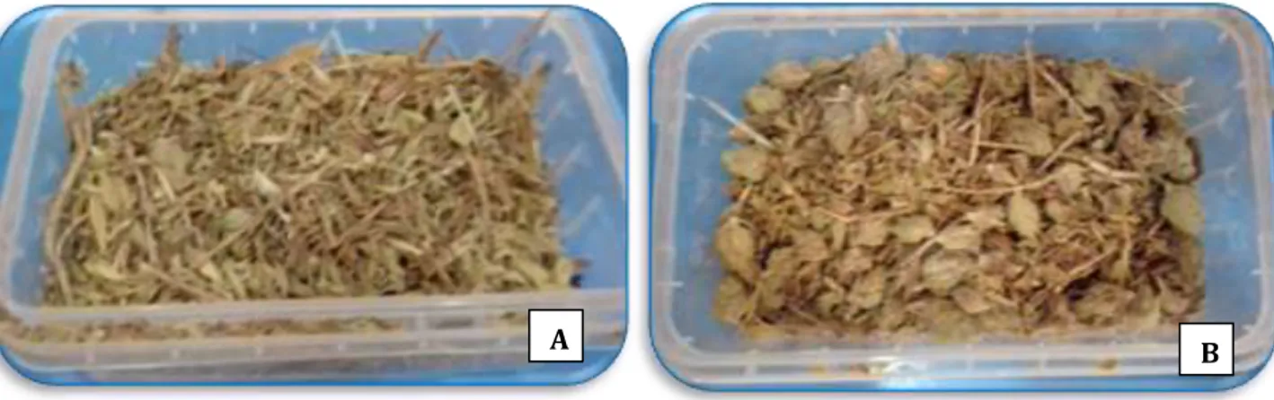 Figure 10 : Plantes aromatiques utilisées pour l’extraction des huiles  essentielles, A: Thymus  sp