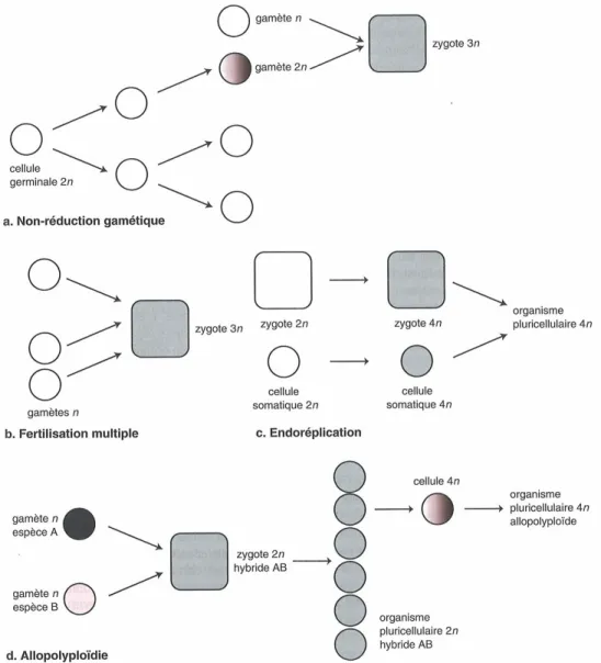 Figure 2.1.1.1   Mécanismes de la polyploïdisation  