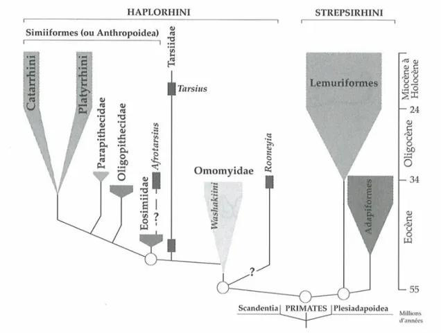 Figure 3.1.1.2.a   Phylogénie des Primates 