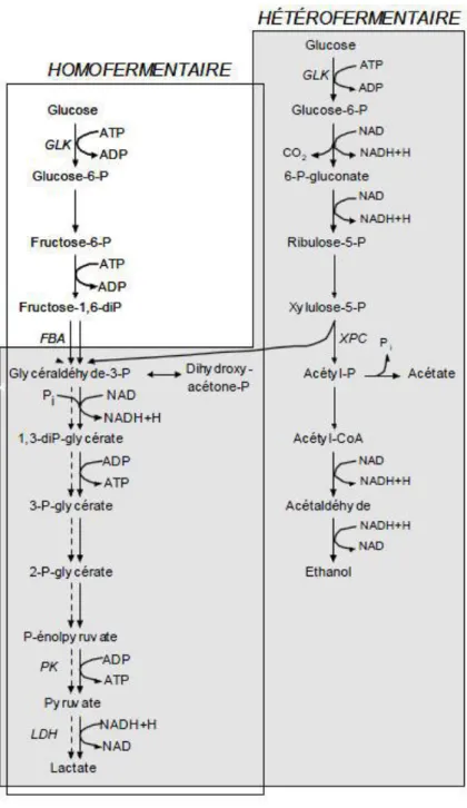 Figure 2 : Voies fermentaires de la dégradation du glucose (Atlan et al., 2008). 