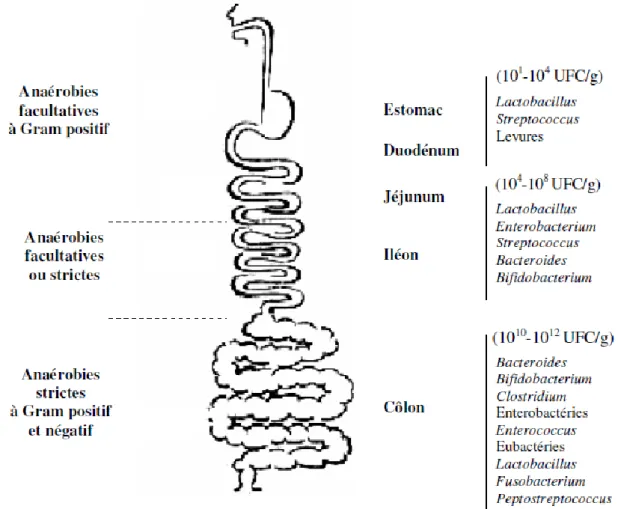 Figure 3: Composition de la microflore intestinale humaine (Holzapfel et al., 1998)  L’estomac  Héberge  de très  petites  quantités  de  micro-organismes  :  &lt;  10 3  de  cellules  bactériennes par gramme de contenu, vu que son pH est élevé comme chez 