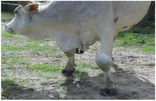 Figure N°5 : Vache présentant un hygroma (Tialla et al,  2014). 