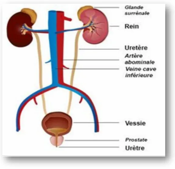 Figure 01 : organisaion des vois urinaires [4]. 