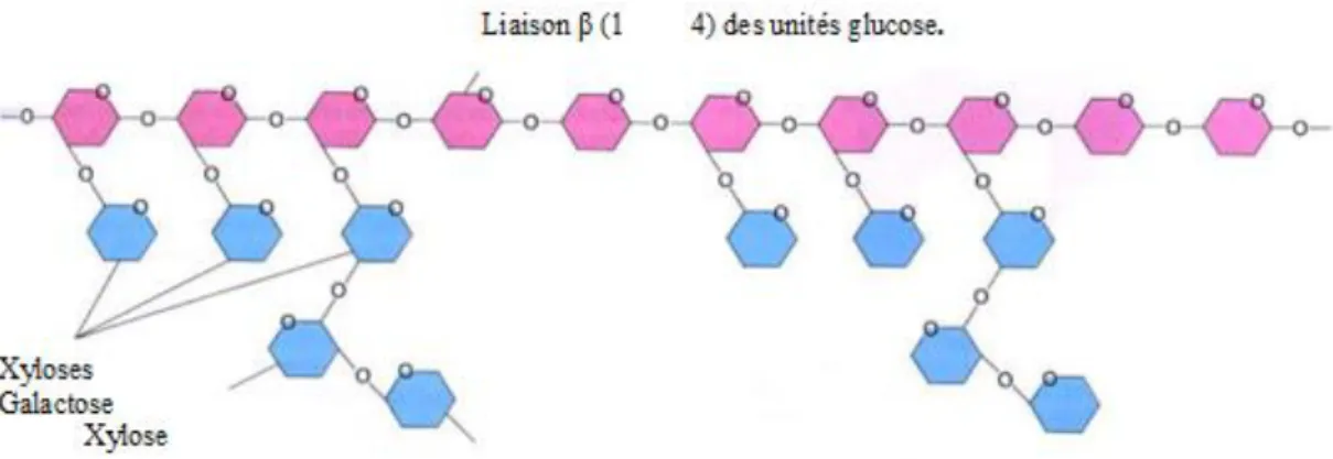 Figure 3. Structure de l’hémicellulose. Les unités de glucose sont représentées en rose et  quelques exemples de bifurcations des différents sucres en bleu