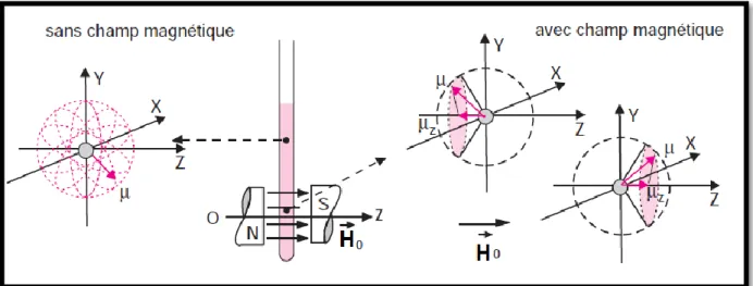 Figure I.12 : Effet d’un champ magnétique sur un noyau de nombre de spin 1/2 présent dans  un composé en solution