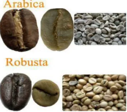 Figure 05 : graines des deux principales variétés du café ; Arabica et Robusta. 