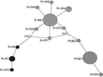 Fig. 1. Arbre phylogénétique des espèces étudiées établi par la méthode « ML »  avec  un nombre de réplicas bootstrap de 100