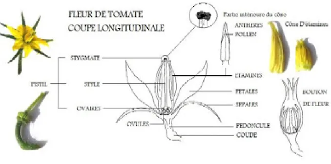 Figure 7 : coupe longitudinale d'une fleur de tomate .Tomodri.com.24 nov.2009. 