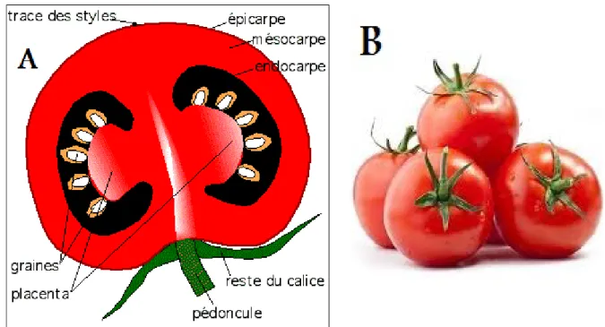 Figure 8 : section transversale d'une tomate (A) Fruit de tomate (B), (Dore et Varoqaux, 2006) 