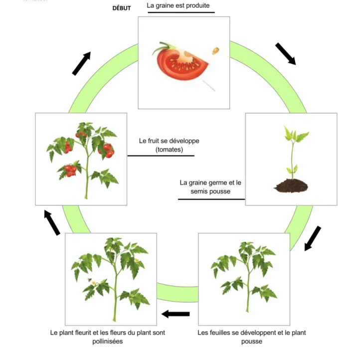 Figure 9 : Le cycle de développement de la tomate.   