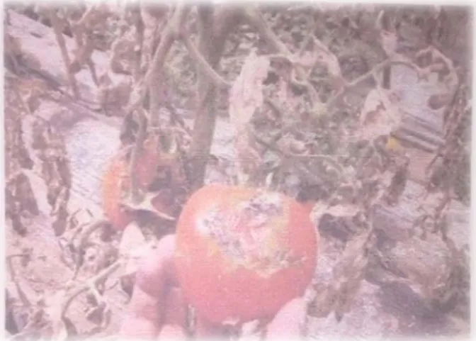 Figure 10 : Mineuse de la tomate ( INPV , 2011). 