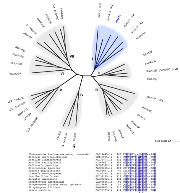 Figure 2. Sequence analysis of PlAA10 and other bacterial AA10 LPMOs. (a) Unrooted  phylogenetic tree of bacterial AA10 LPMOs