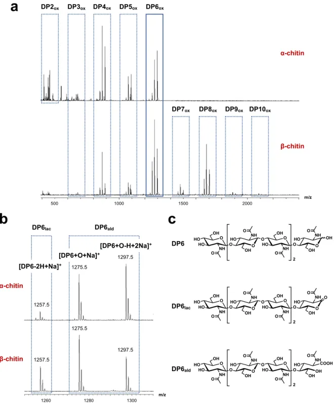 Figure  4.  Activity  of  PlAA10  towards  α-  and  β-chitin.  (a)  MALDI-TOF  mass  spectrometry analysis of reaction supernatant upon reaction of PlAA10 on  α- and β-chitin in  the  presence  of  dioxygen  as  co-substrate  and  ascorbic  acid  as  reduc
