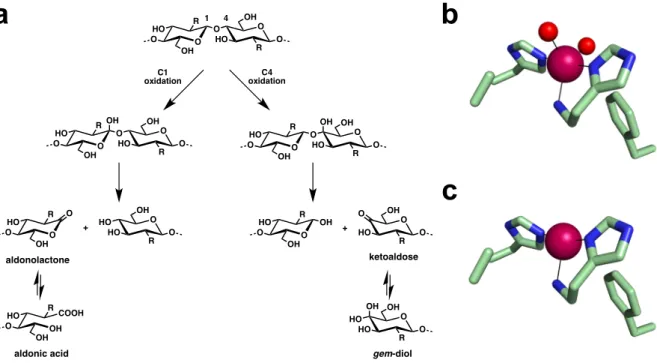 Figure 1.  Reaction catalyzed by LPMOs and active site of bacterial AA10 chitin-active  LPMOs