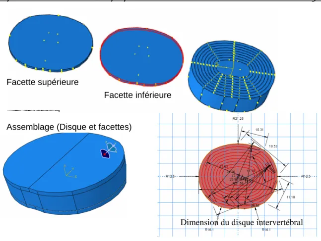 Figure IV.3. Modèle d’assemblage du disque intervertébral et les facettes. 