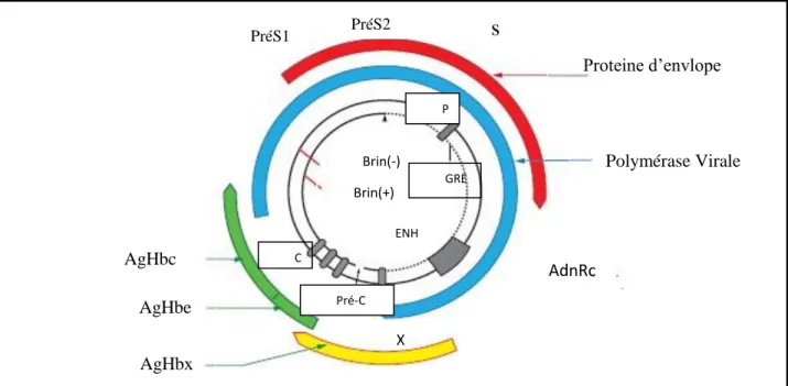 Figure 02 : Organisation génomique du virus de l’hépatite B (VHB, Hepatitis B Virus). Le  génome VHB est un génome à acide désoxyribonucléique (ADN) de 3200 nucléotides  comportant quatre phases de lecture ouverte codant pour les principales protéines vira