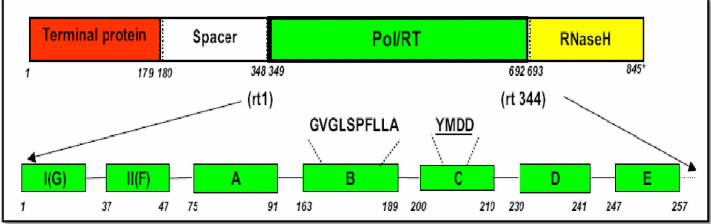 Figure 03: Schéma de la région codant la polymérase du VHB. 