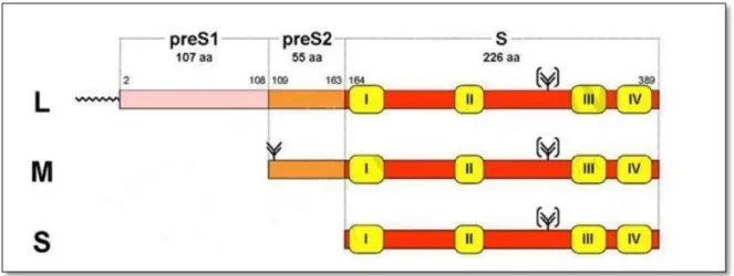 Figure 06 : Schéma de la région codant les trois protéines d’enveloppe (L, M,  S) Les quatre domaines transmembranaires et les sites de glycosylation et de  reconnaissance des hépatocytes sont représentés