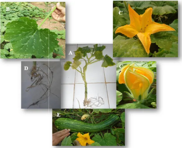 Figure 12 : Les différents stades phénologiques de la courge A : plante jeune, B : feuille, C : fleur, 