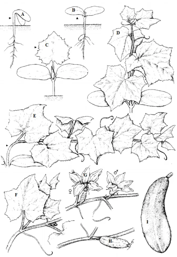 Figure 13 : Les principaux stades phénologiques des courges es principaux stades phénologiques des courges (Feller et al et al., 1995) 