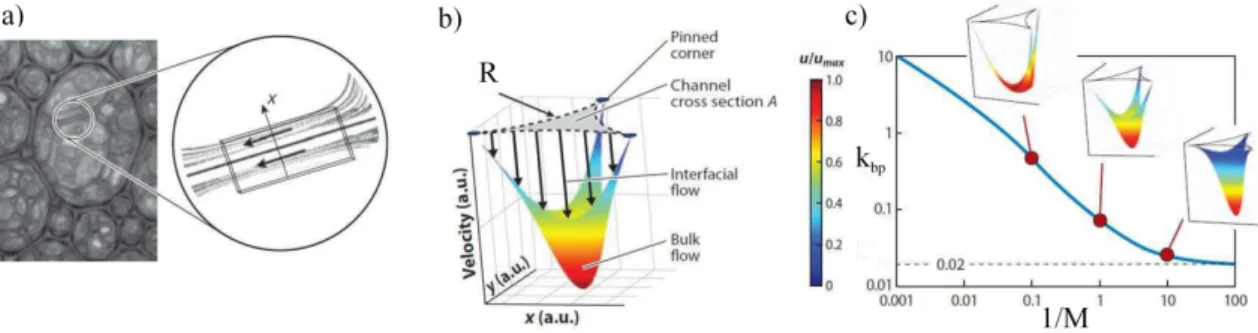 Figure 1.9 – Figure issue de [31], écoulement dans un bord de Plateau : a) Méthode de PIV lors d’une expérience de drainage forcé