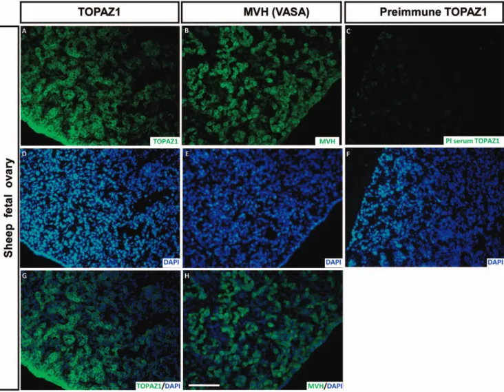 Figure 11. Immunodetection of TOPAZ1 protein in sheep fetal ovary. Immunofluorescence was performed on transversal sections of sheep 60 dpc ovaries to detect TOPAZ1 (A) and MVH (B) proteins