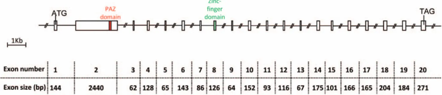 Figure 1. Structure of the sheep TOPAZ1 gene. Sheep TOPAZ1 cDNA derived from exons 1–20 and contained 4952 nucleotides