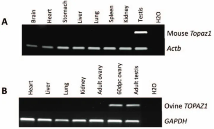 Figure 4. Expression of TOPAZ1 mRNA in different sheep (A) and mouse (B) tissues. (A) The expression of sheep TOPAZ1 mRNA was tested using RT-PCR in four adult somatic tissues (heart, liver, lung and kidney) and in gonads (60 dpc ovary and adult testis)