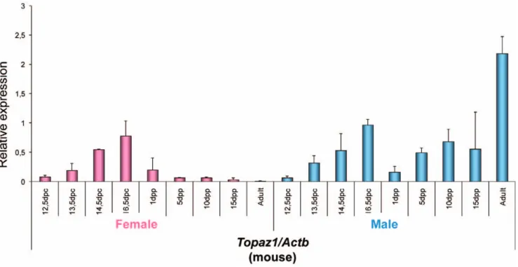 Figure 7. Expression of the Topaz1 transcript in mouse enriched germ cell fractions. Germ cells were isolated from 13 dpc gonads by means of SSEA1+ immunomagnetic isolation