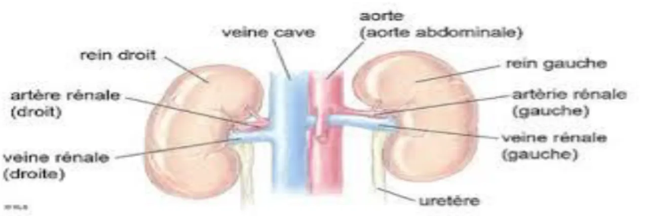 Figure n° 01 : Anatomie des reins 