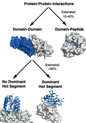 Figure 9:Two categories of PPIs: domain-mediated and peptide-mediated. 20