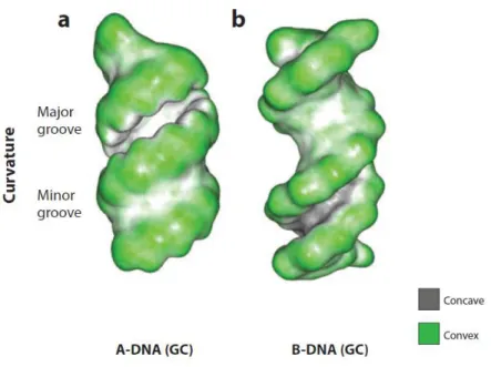 Figure 11: Molecular shape of A- and B-DNA. Convex surface in green and concave surface in dark  grey