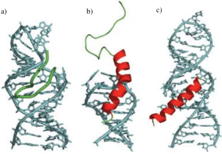 Figure 15: RNA-peptide complexes.: a) The bovine immunodeficiency virus (BIV) Tat-TAR peptide- peptide-RNA complex b) The bacteriophage    N peptide-box B  RNA complex c) HIV-1 Rev peptide RRE  RNA  complex