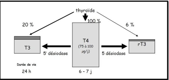 Figure 7 : Représentation schématique de la désiodation (Pérez-Martin, 2007)  